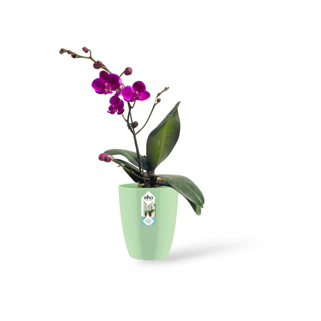 Purple Phalaenopsis in Soft Green Brussels Diamond Orchid High