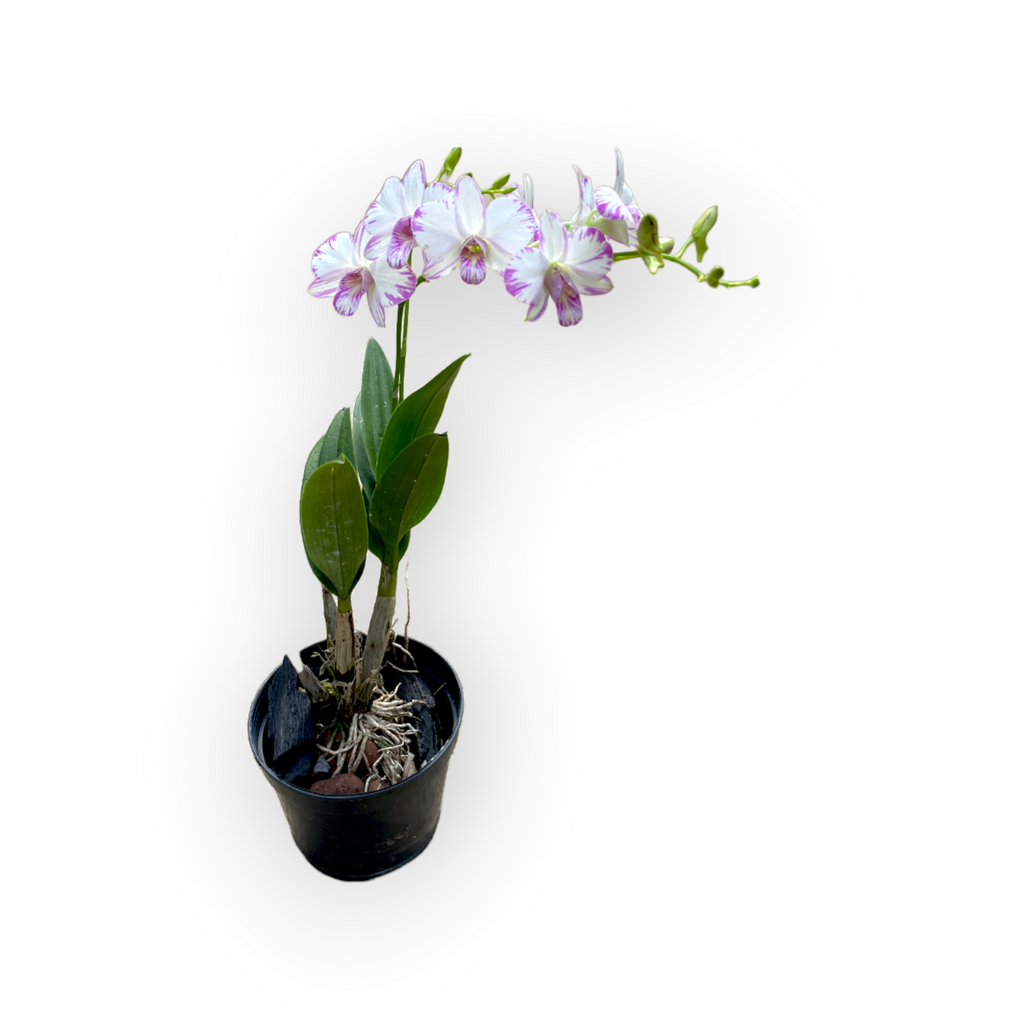 Dendrobium sp., Dendrobium Enobi (0.35m)