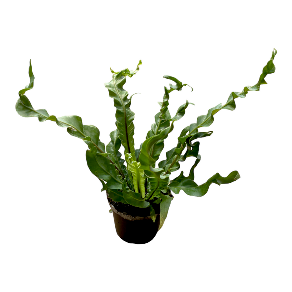 Asplenium 'Fuzzy' Variegated (0.15m)