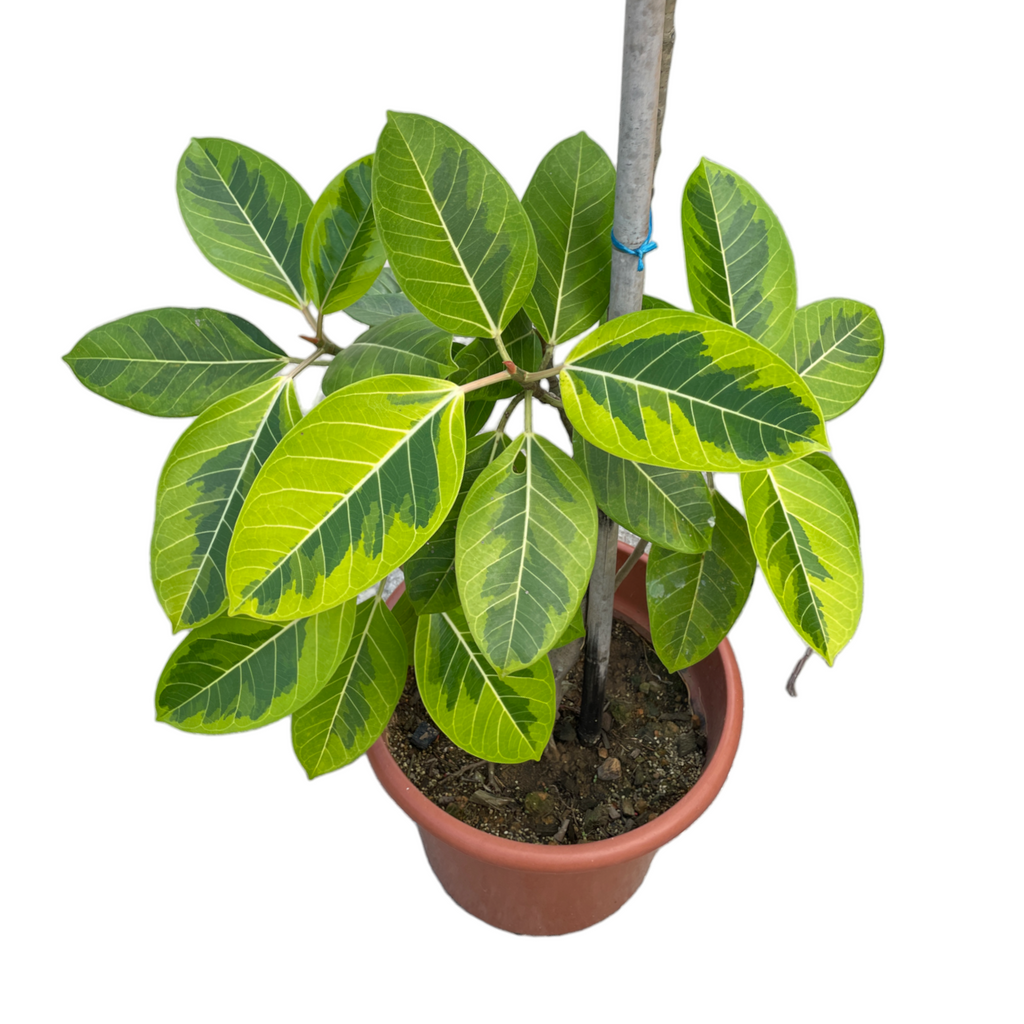Ficus Elastica ‘Lemon Lime’, Rubber Plant (2.0m)