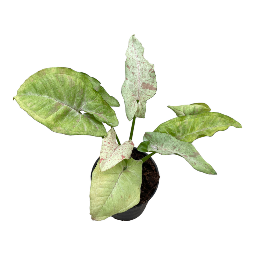 Miniature Syngonium podophyllum 'Milk Confetti' (0.17mH)
