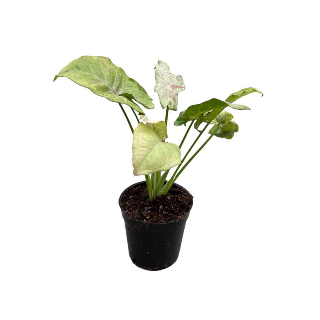 Miniature Syngonium podophyllum 'Milk Confetti' (0.17mH)