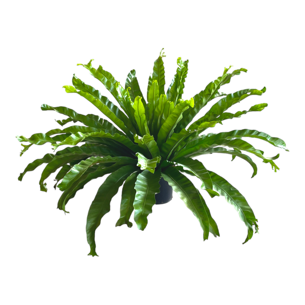 Microsorum punctatum 'Grandiceps', Fish-Tail Fern (0.75m)