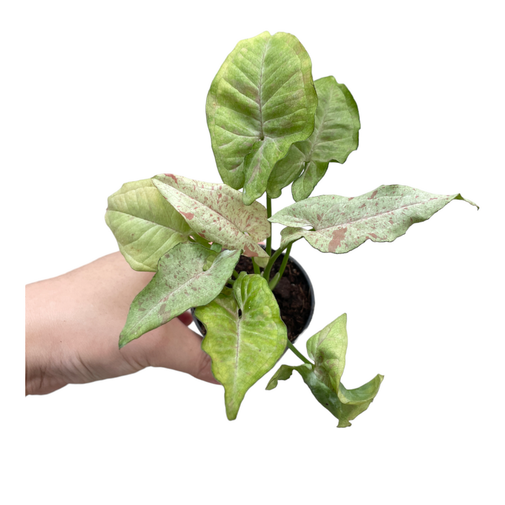 Miniature Syngonium podophyllum 'Milk Confetti' (0.17mH)