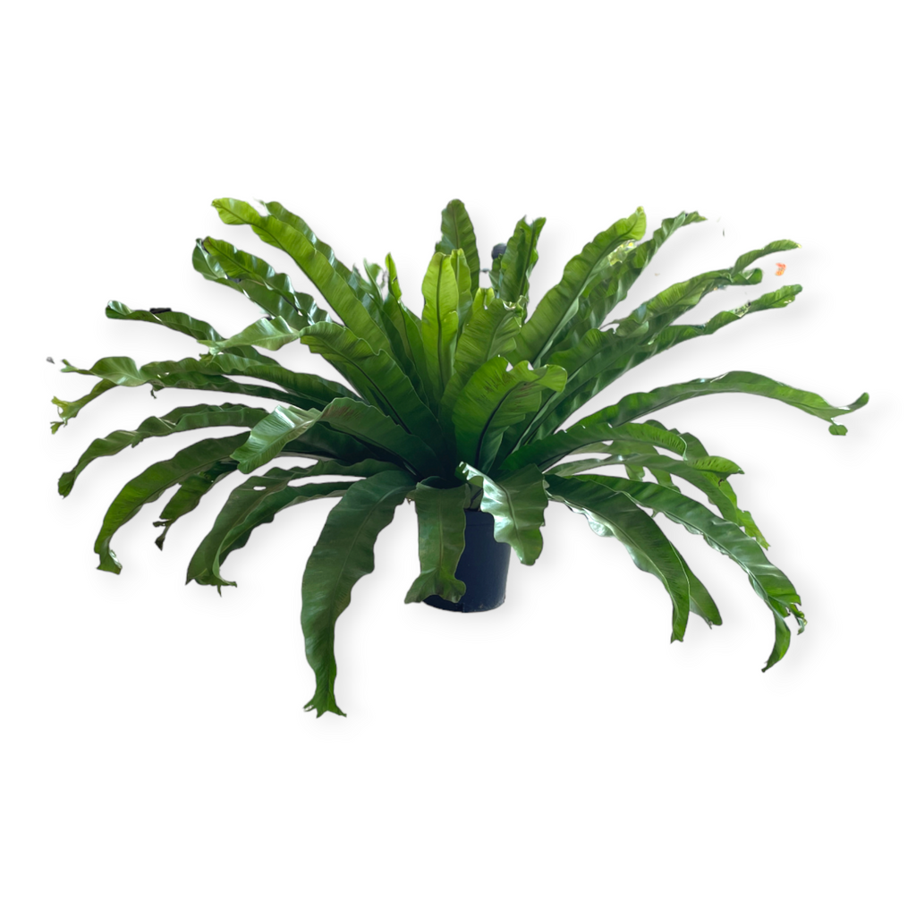 Microsorum punctatum 'Grandiceps', Fish-Tail Fern (0.75m)