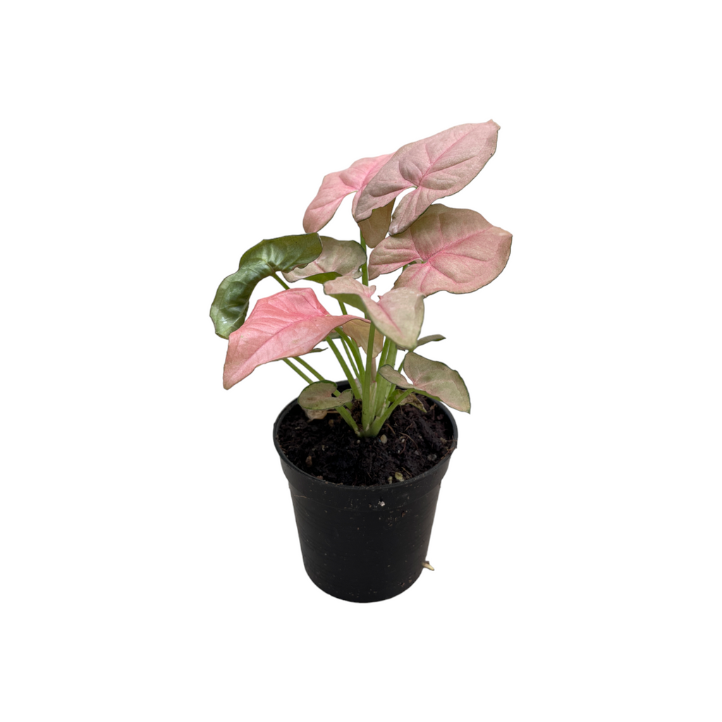 Miniature Syngonium podophyllum Pink, Pink Syngonium (0.15mH)