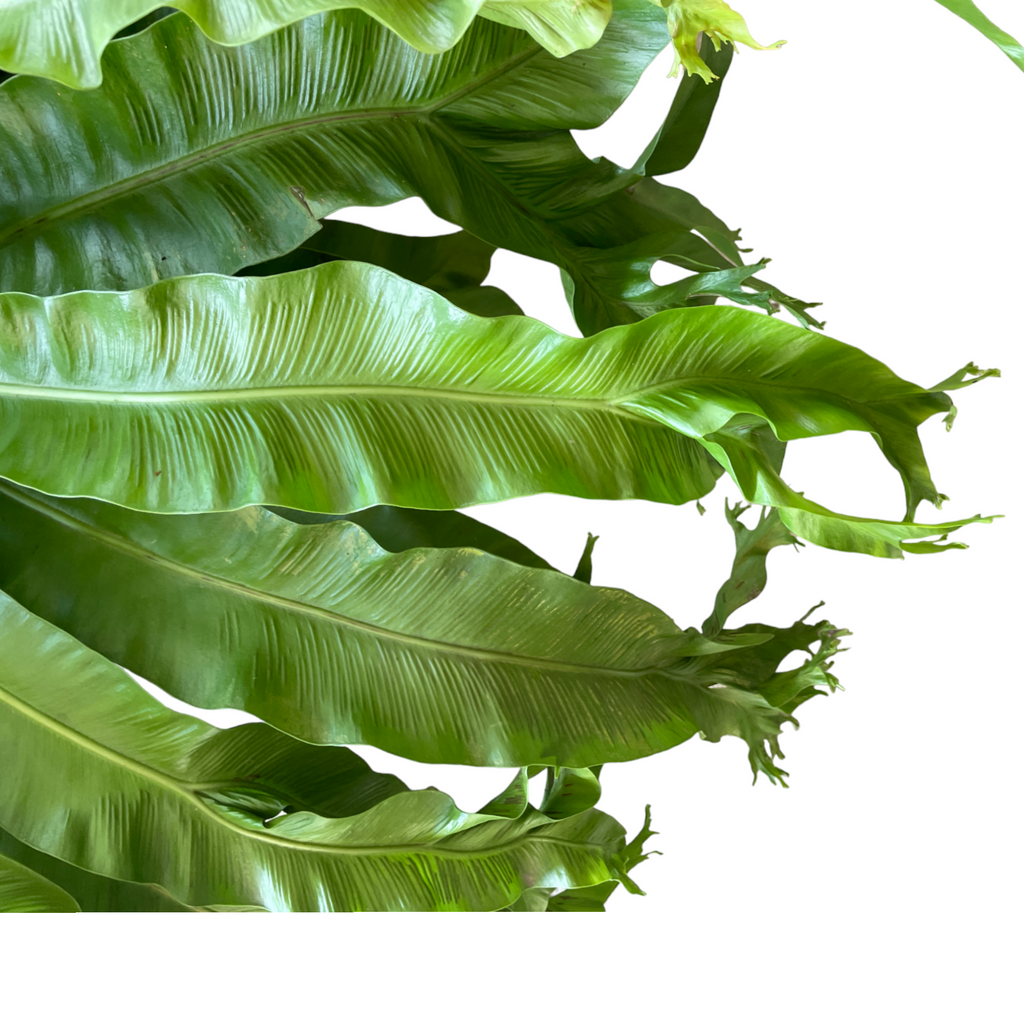 Microsorum punctatum 'Grandiceps', Fish-Tail Fern (0.75m)