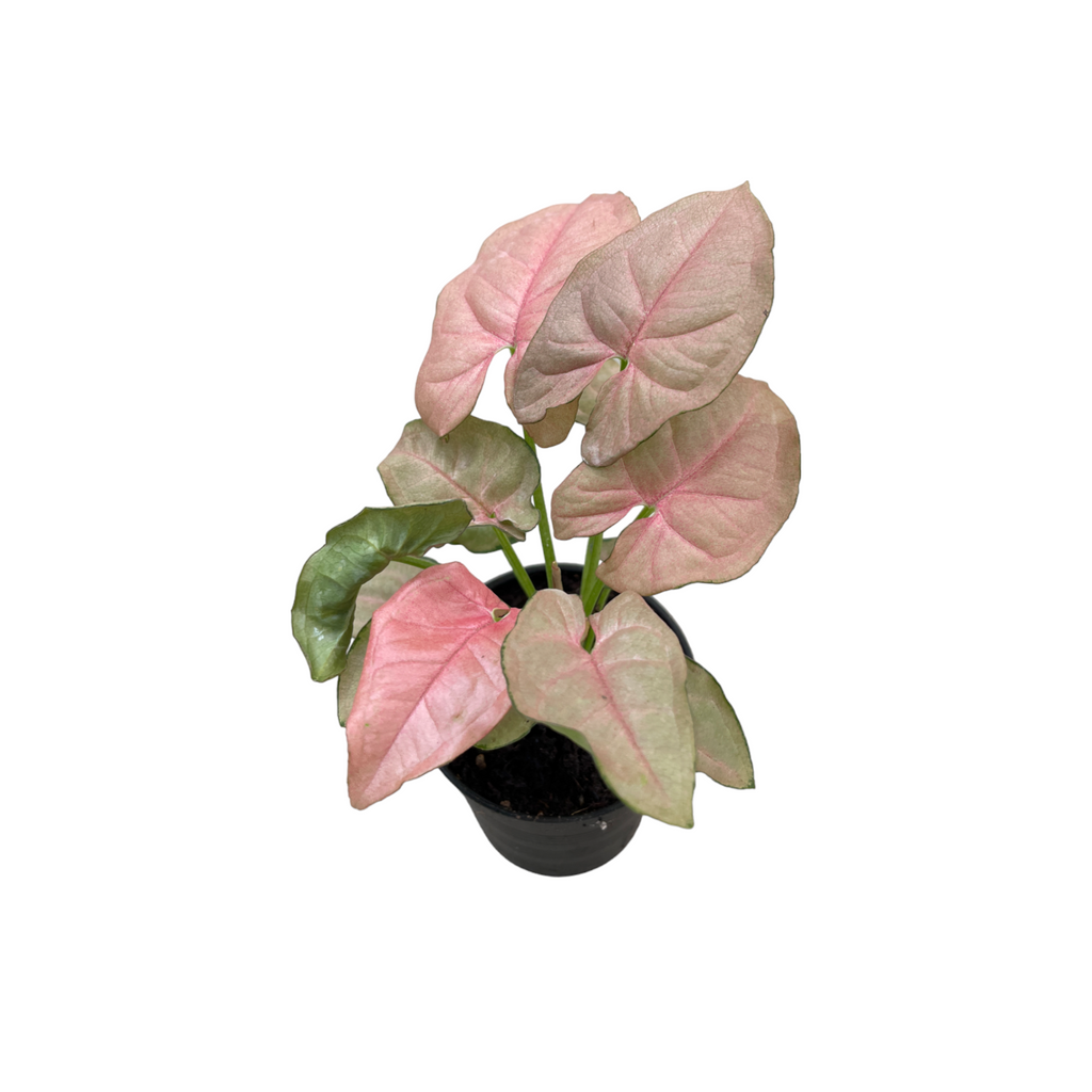 Miniature Syngonium podophyllum Pink, Pink Syngonium (0.15mH)