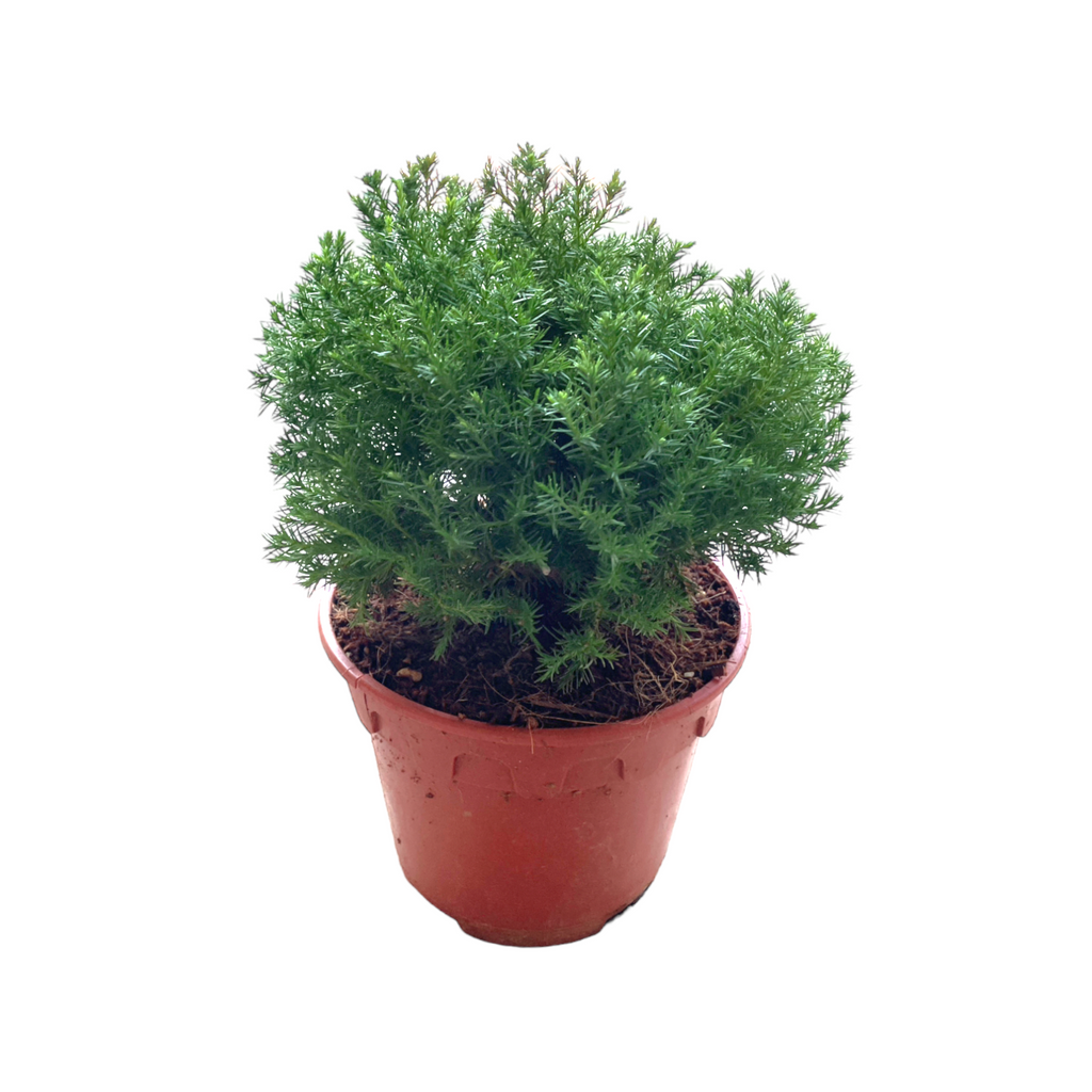 Cupressus macrocarpa 'Goldcrest', Circle Form (0.3m)