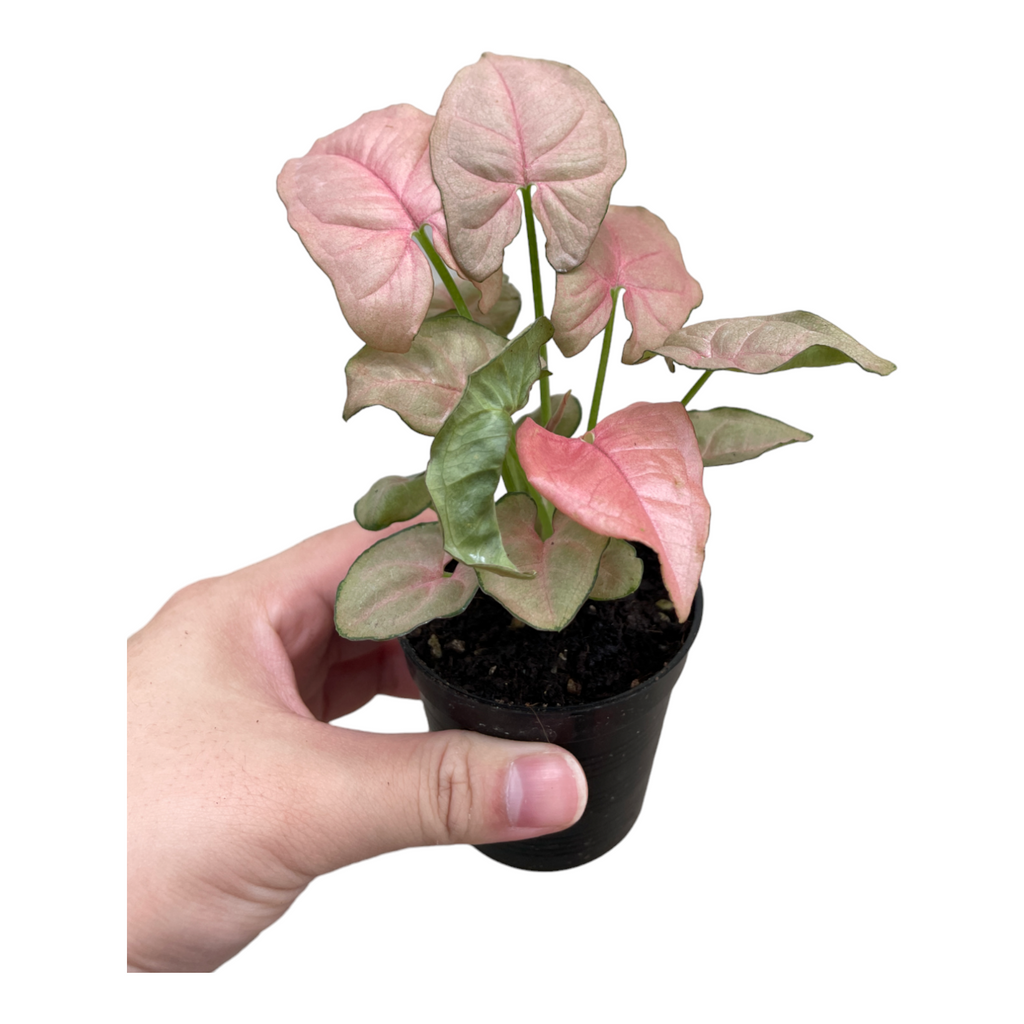 Miniature Syngonium podophyllum Pink, Pink Syngonium (0.15mH)