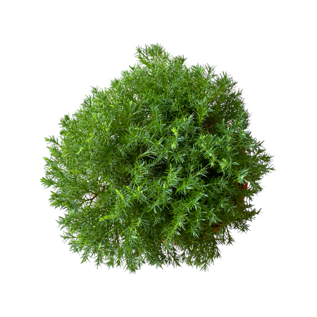 Cupressus macrocarpa 'Goldcrest', Circle Form (0.3m)
