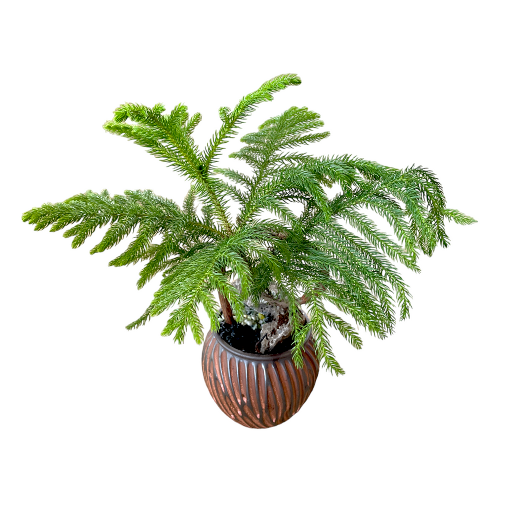 Norfolk Island Pine Bonsai in Coco Ceramic Pot