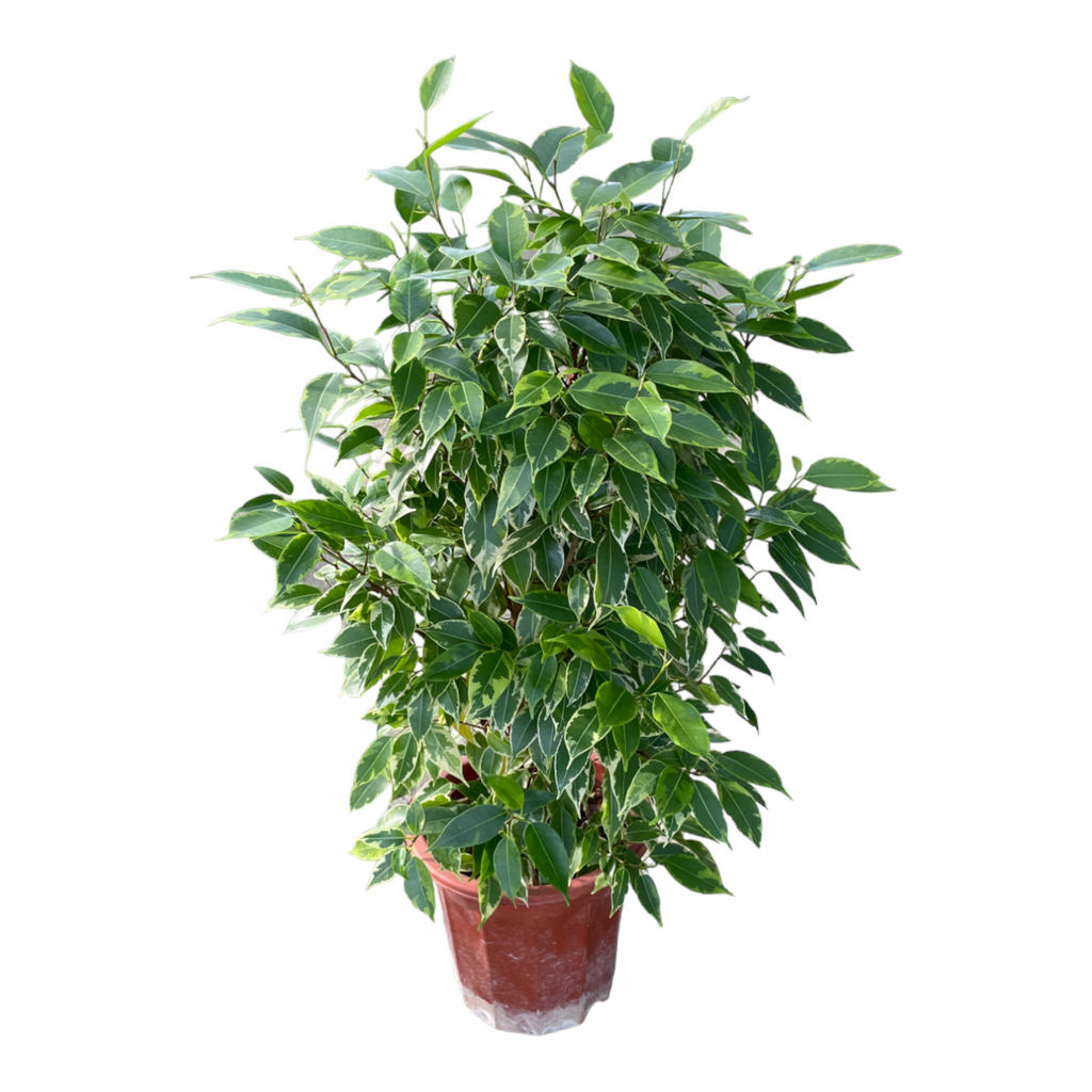 Ficus Benjamina Variegated (0.7m)