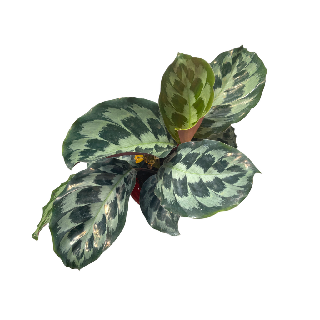 Calathea 'Helen Kennedy' (0.25m)