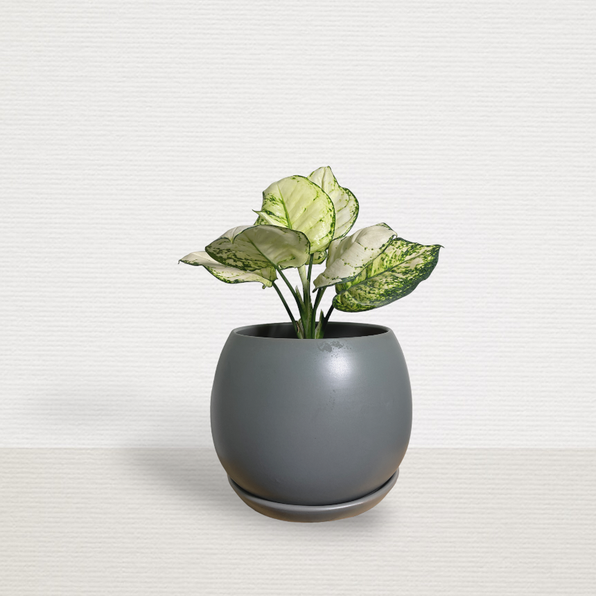 Aglaonema 'White Joy' in Grey Matt Spherical Pot