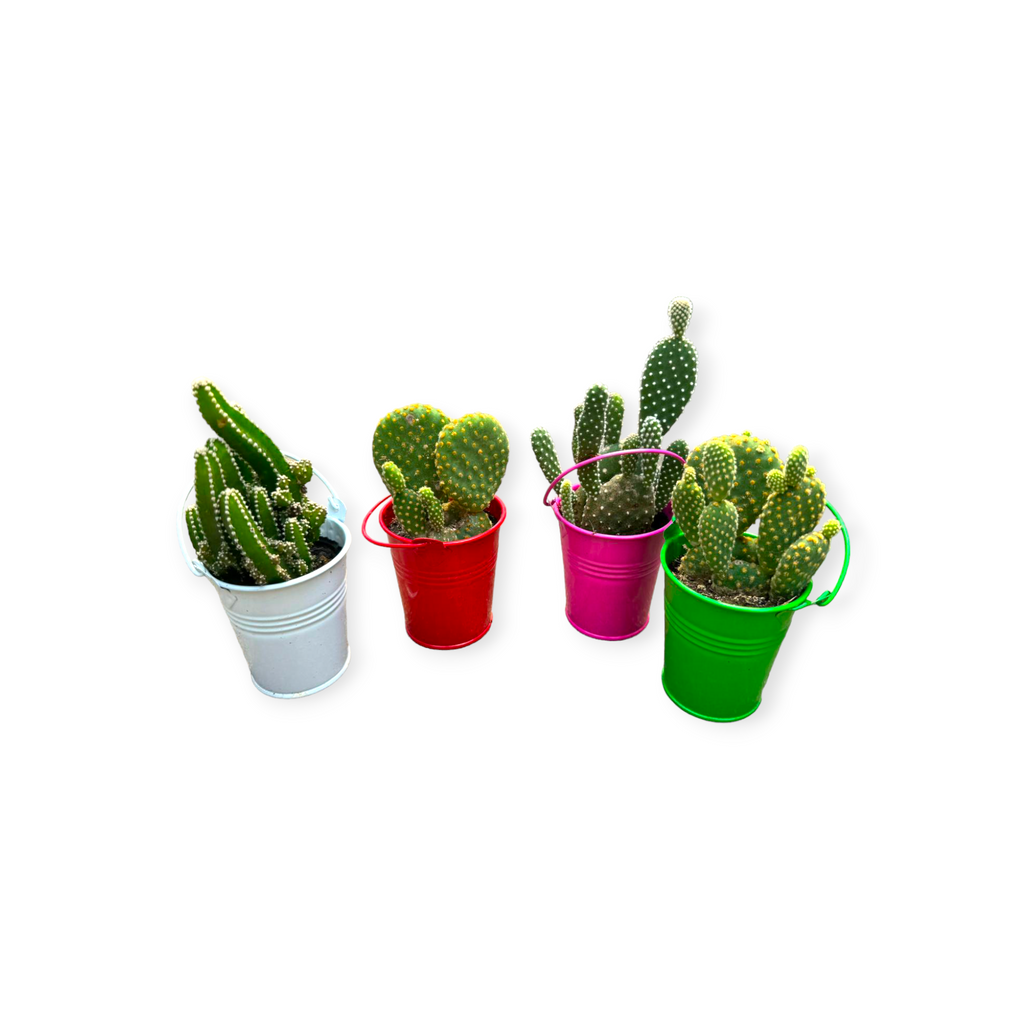 Opuntia dillenii in assorted colours metal pot