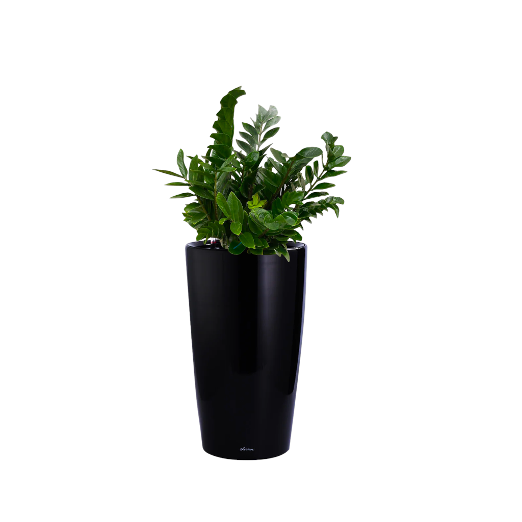 ZZ plant in Black High Cylinder Series 39.5cm (1.2m)