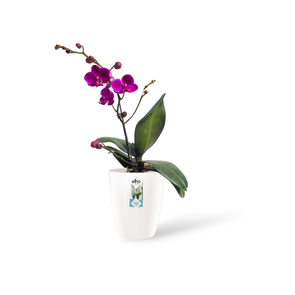 Purple Phalaenopsis in White Brussels Diamond Orchid High
