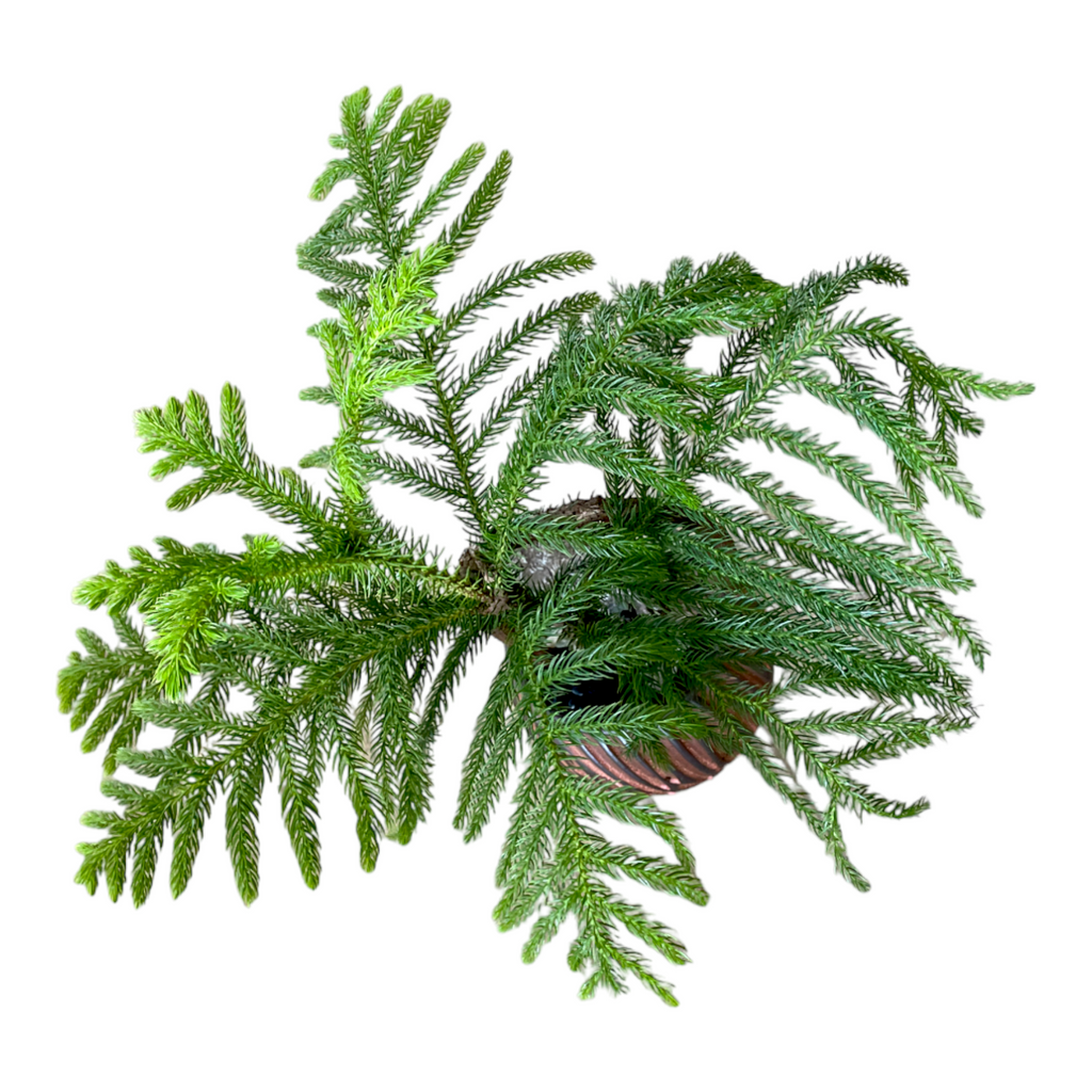 Norfolk Island Pine Bonsai in Coco Ceramic Pot