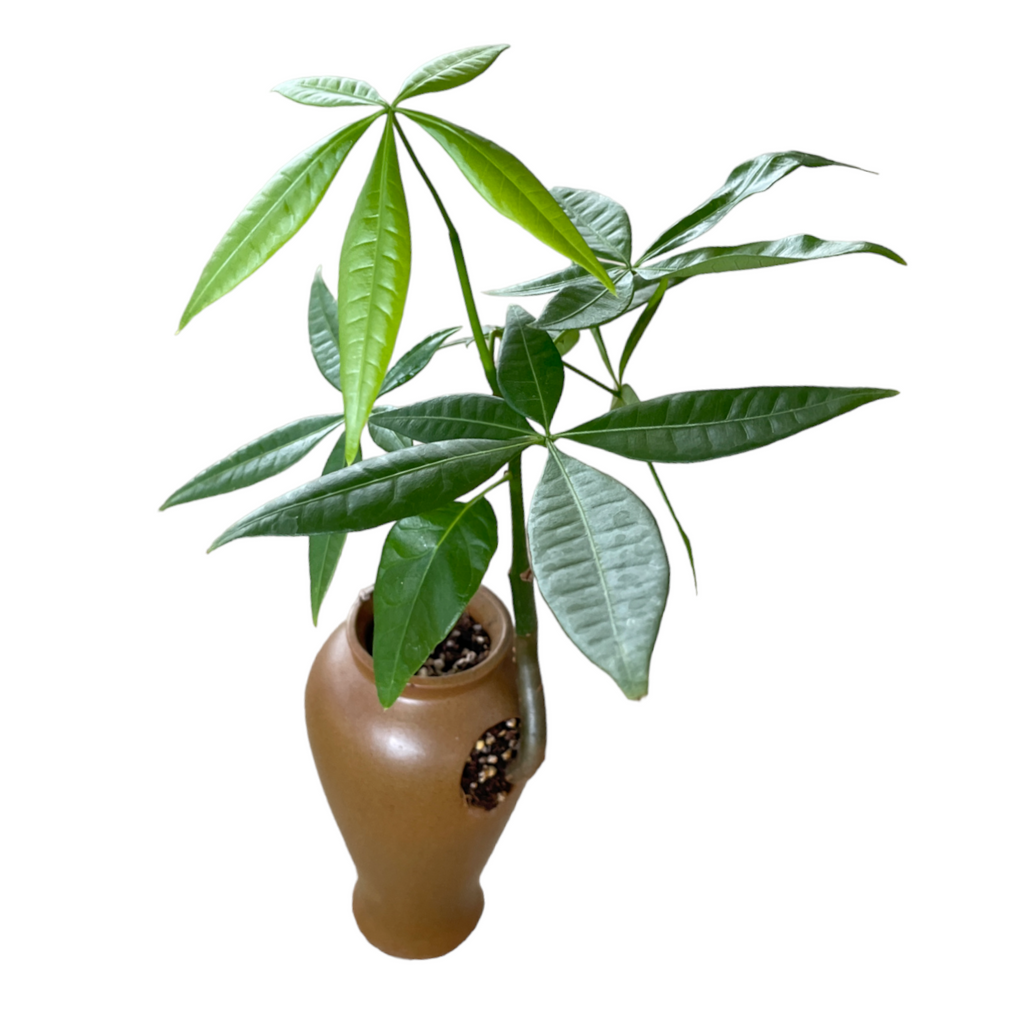 Pachira Aquatica, 发财树 in Brown Clay Pot  (0.30m)