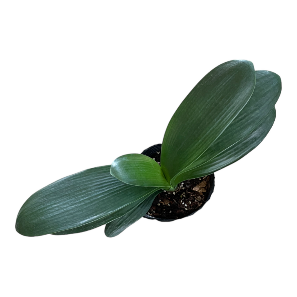 Clivia Miniata, Bush Lily, Natal Lily 君子兰 (0.4m)