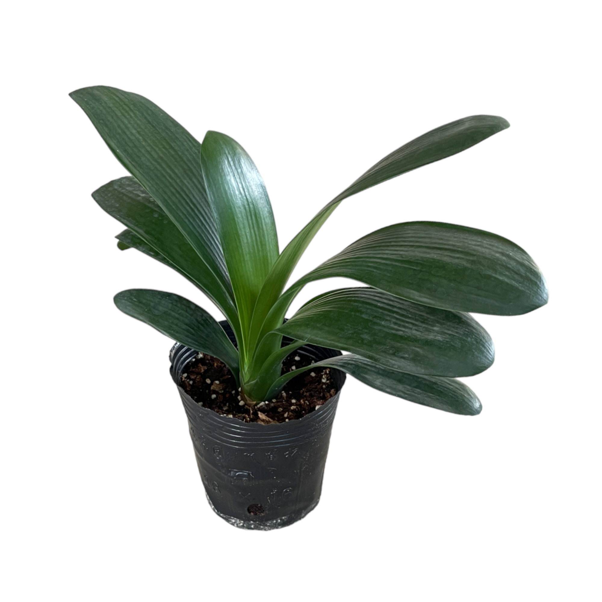 Bush lily deals
