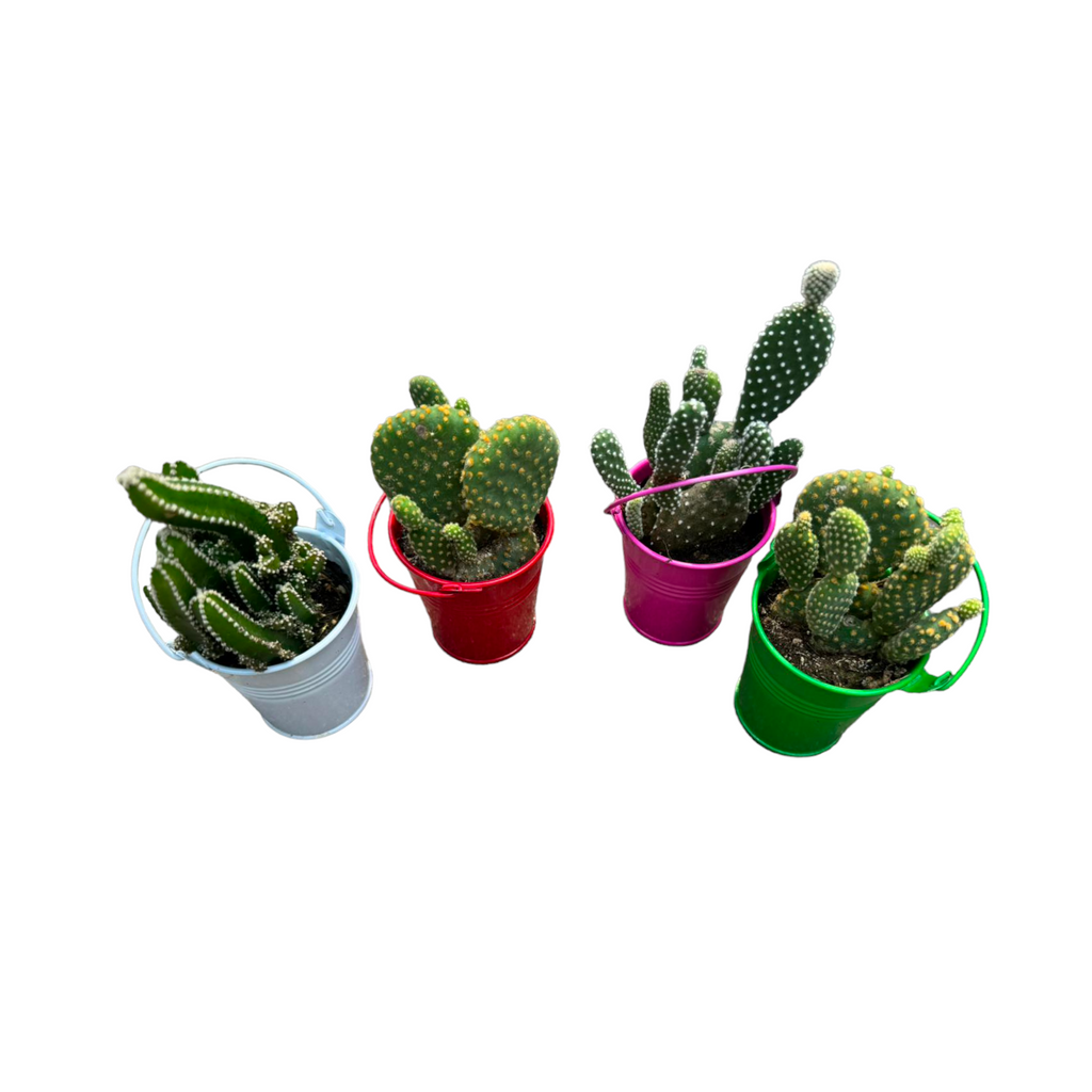 Opuntia dillenii in assorted colours metal pot