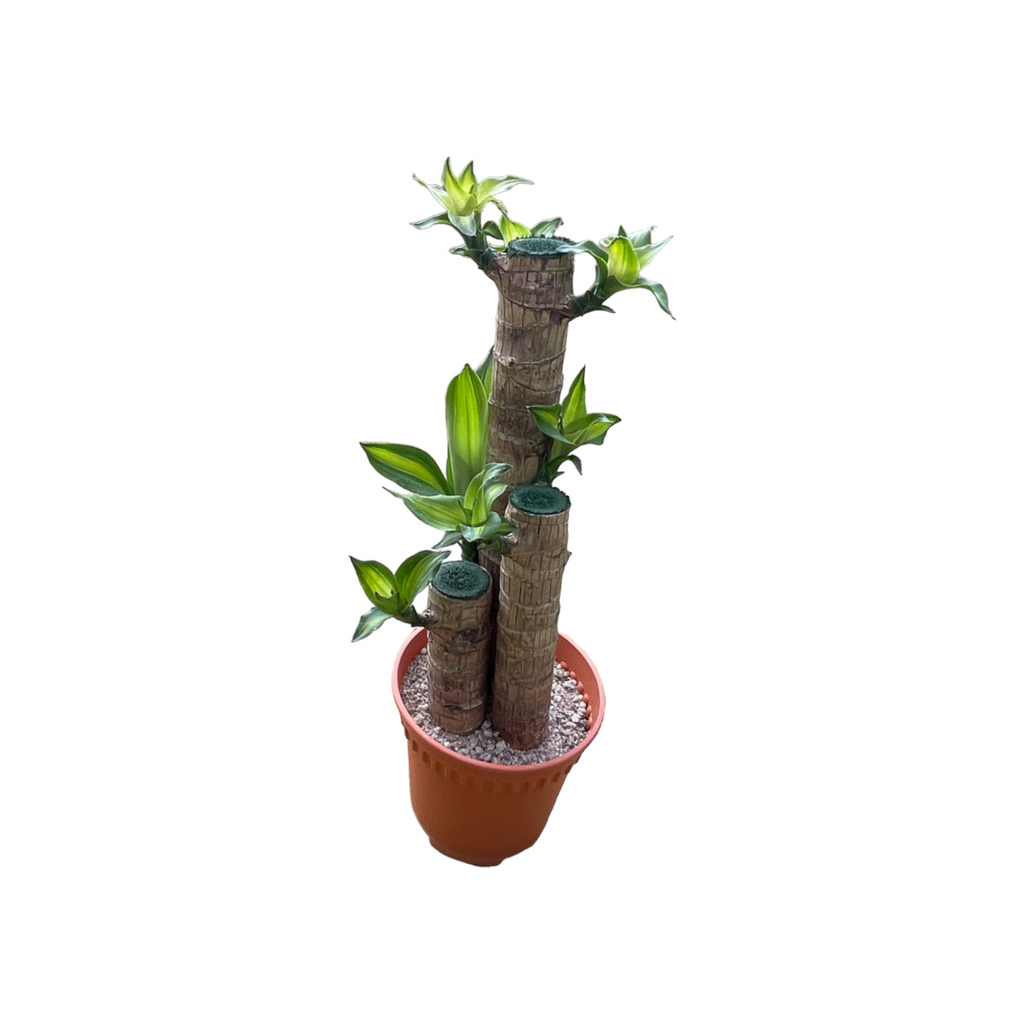 Dracaena fragrans, Multi-stem, Corn Plant (0.45m)