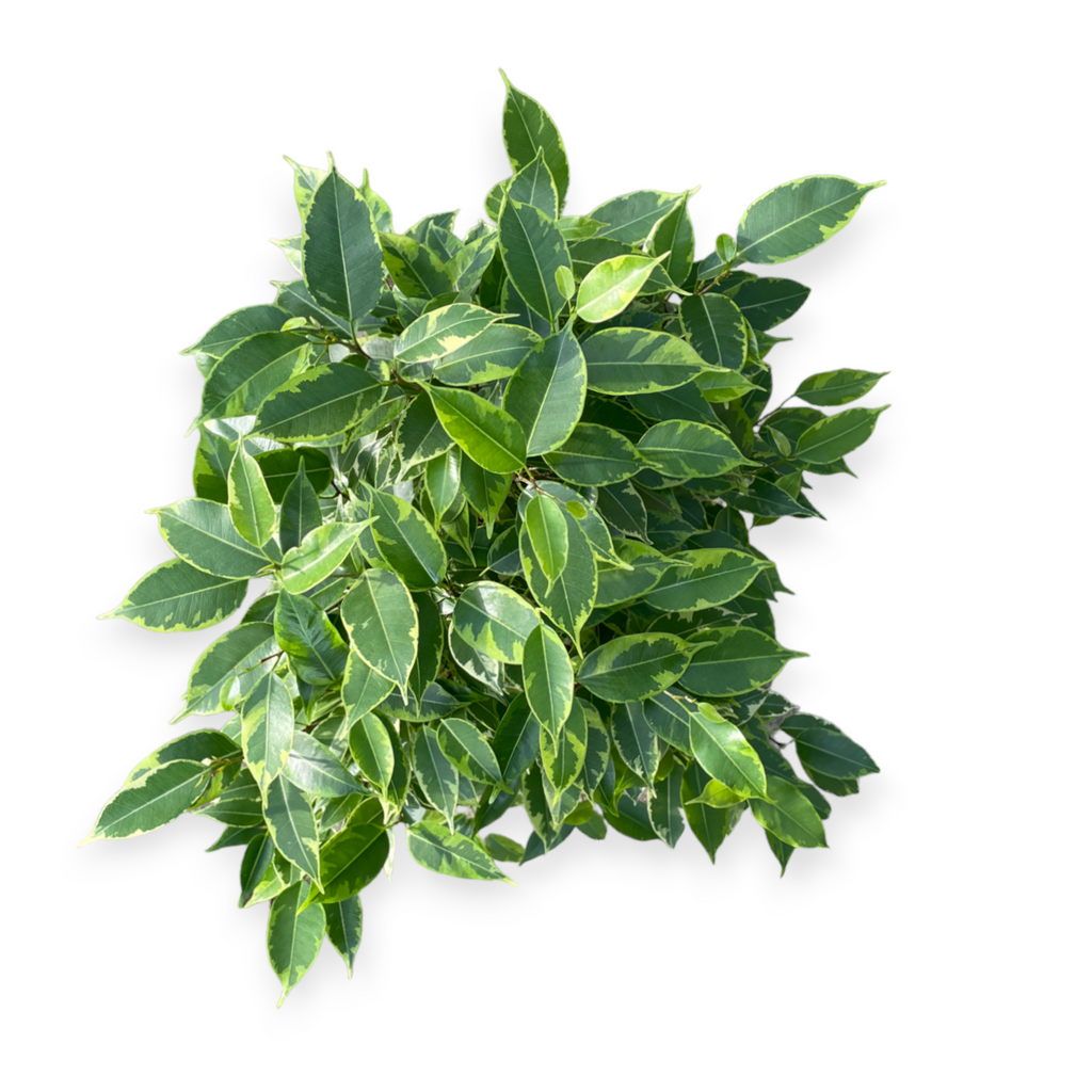 Ficus Benjamina Variegated (0.7m)