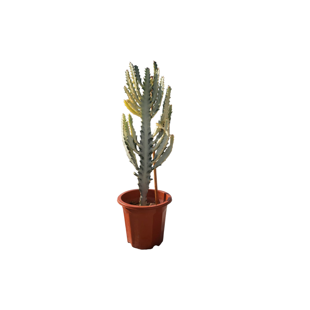 Euphorbia lactea cv. White Ghost, White Ghost Cactus (0.65m)