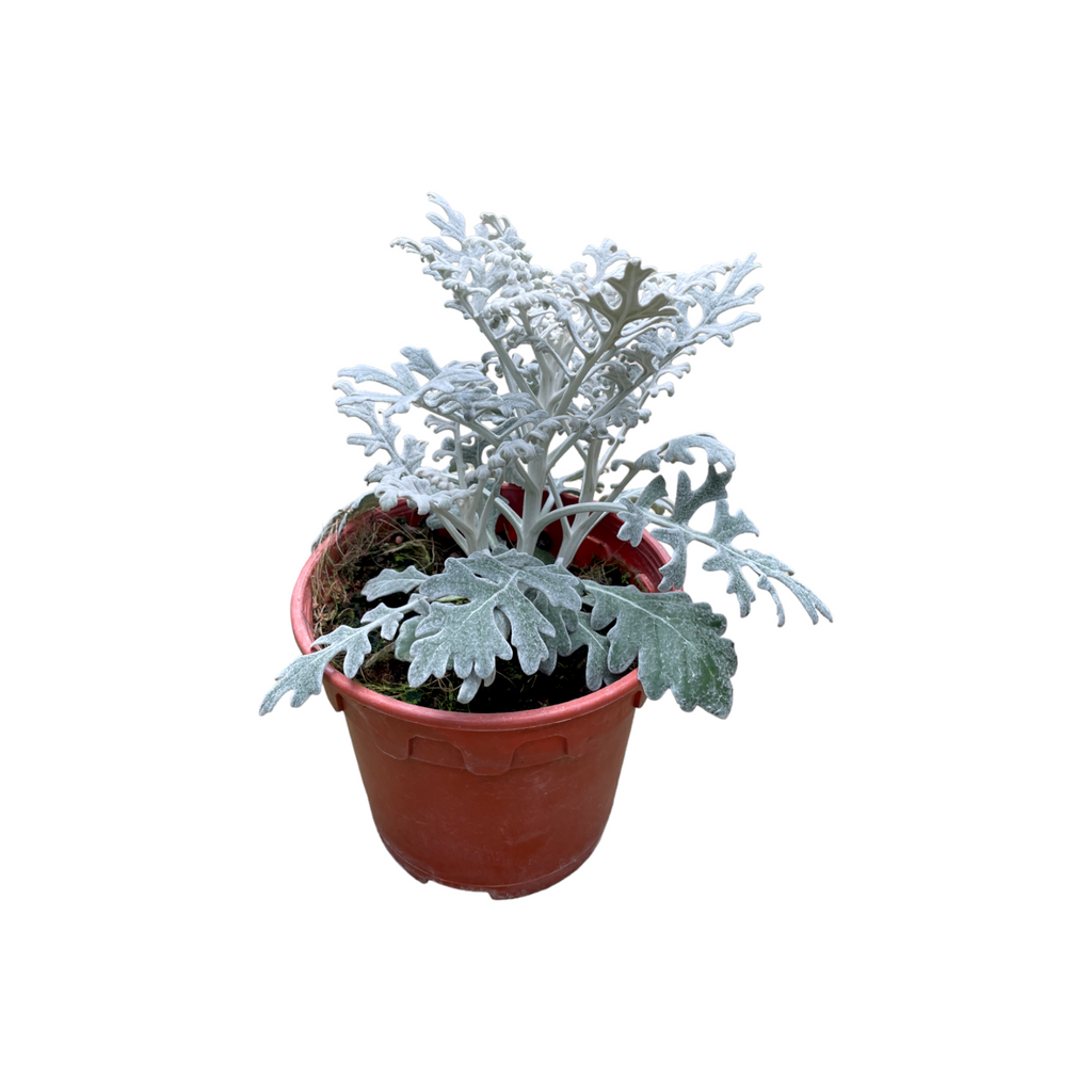 Jacobaea maritima, Senecio cineraria‚ Silver Dust, Dusty Miller (0.25m)