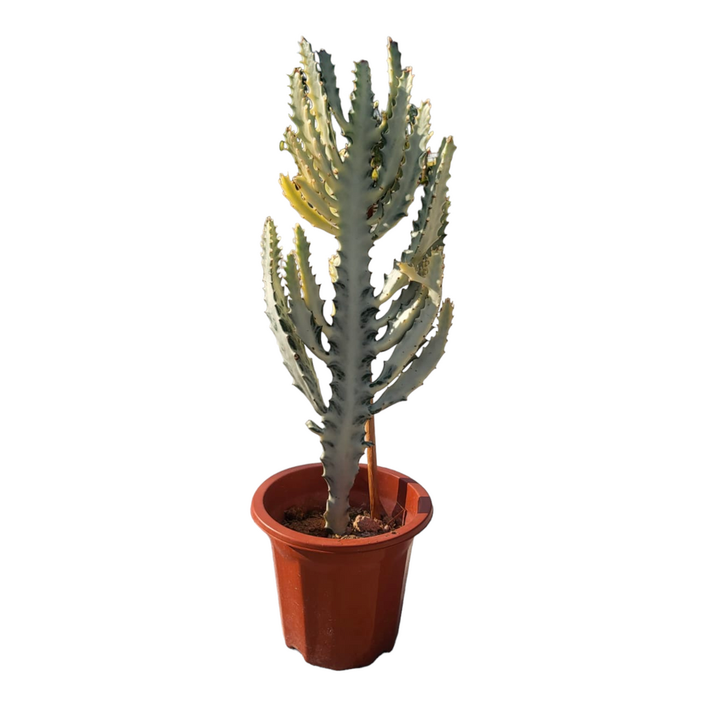 Euphorbia lactea cv. White Ghost, White Ghost Cactus (0.65m)