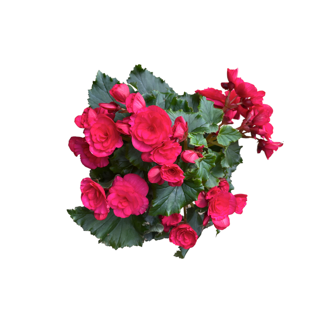 Elatior begonia, Assorted Colours Begonia Rose (0.3m)