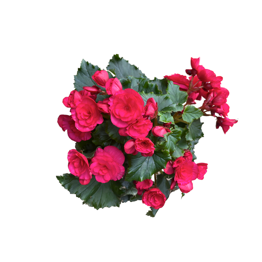 Assorted Begonia Rose in Mint Corsica Easy Hanger trio