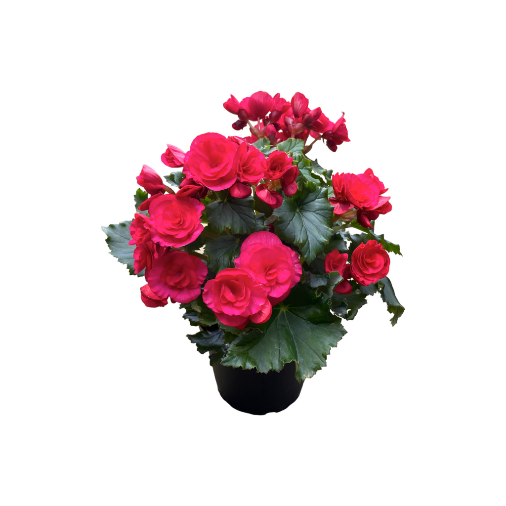 Elatior begonia, Assorted Colours Begonia Rose (0.3m)