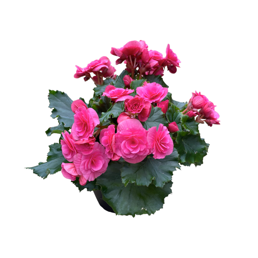 Elatior begonia, Assorted Colours Begonia Rose (0.3m)