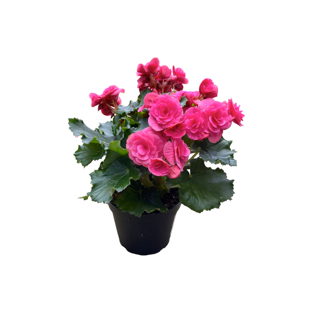 Elatior begonia, Assorted Colours Begonia Rose (0.3m)