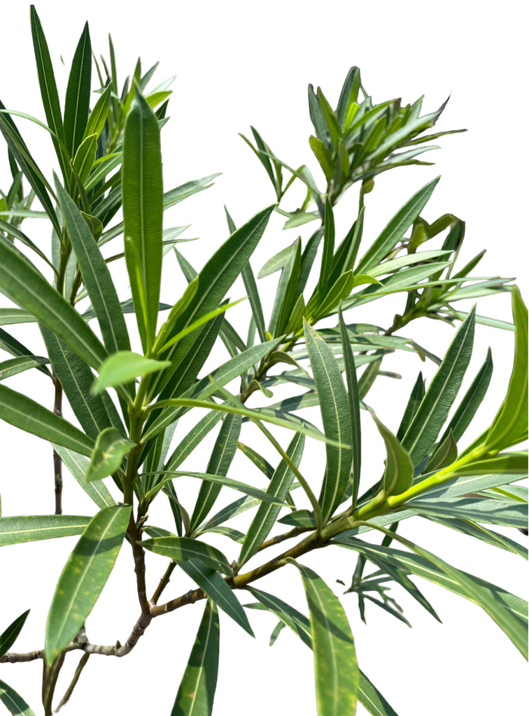 Nerium oleander, Rose Bay (1.4m)