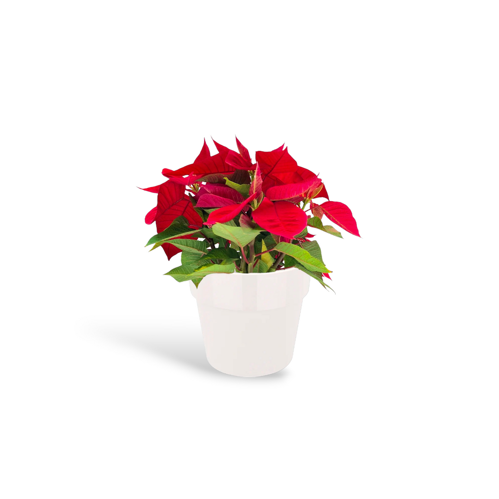 Poinsettia with Personal Care Gift Set