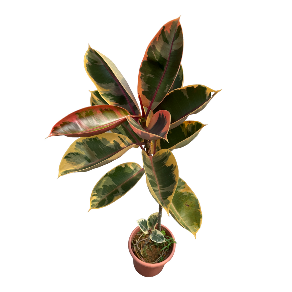 Ficus elastica 'Tineke', Rubber Tree (1.5m)