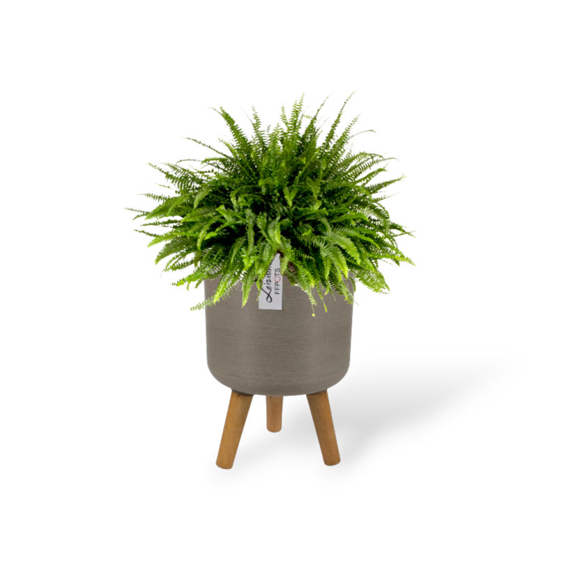 Boston Fern in Coffee Elegante Pot With Stand