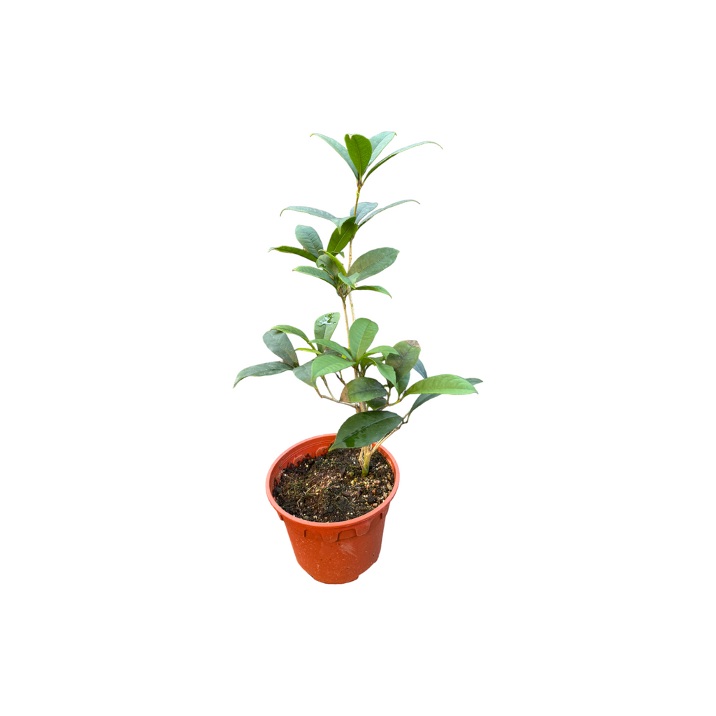 Osmanthus fragrans, Sweet Osmanthus 桂花 (0.4m)