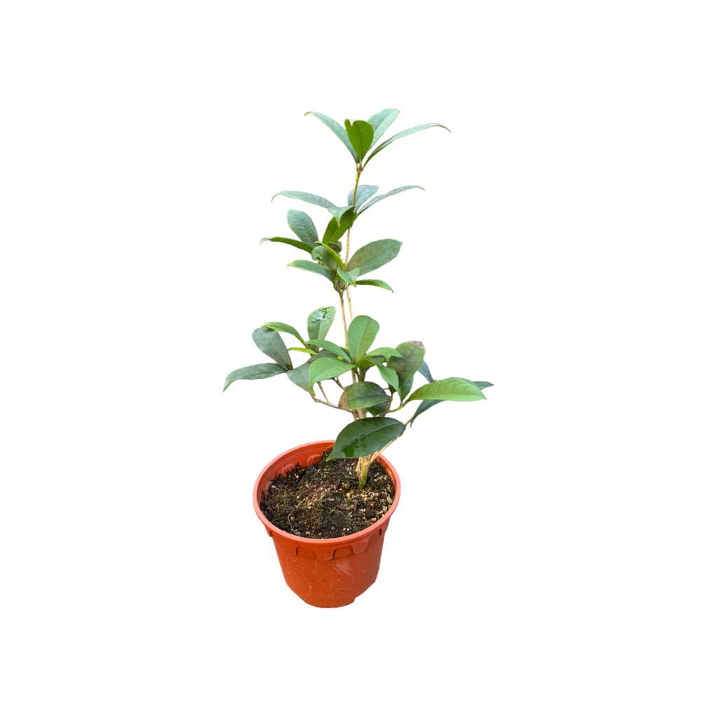 Osmanthus fragrans, Sweet Osmanthus 桂花 (0.4m)