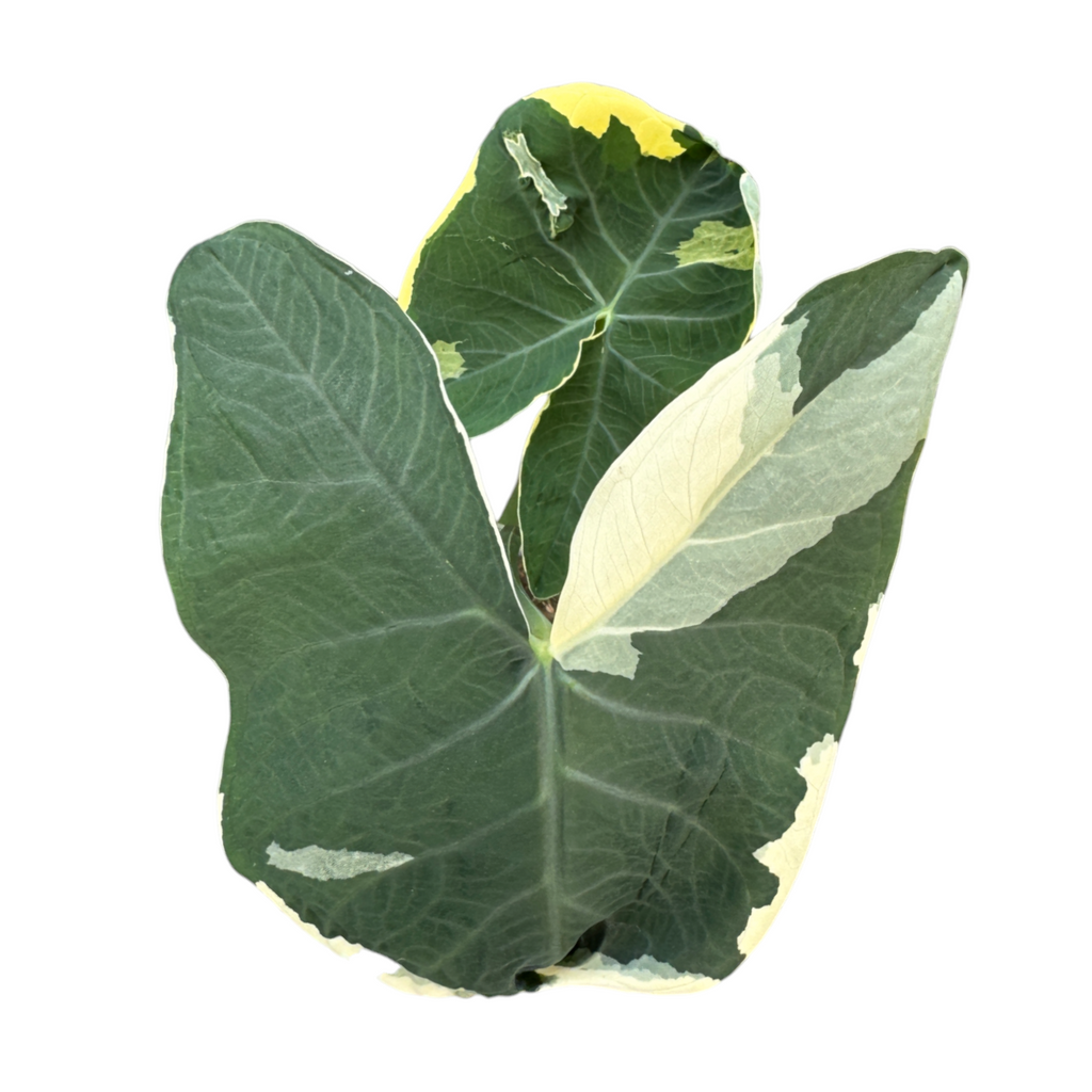 Alocasia Xanthosoma Variegatas, Mickey Mouse (0.4mH)