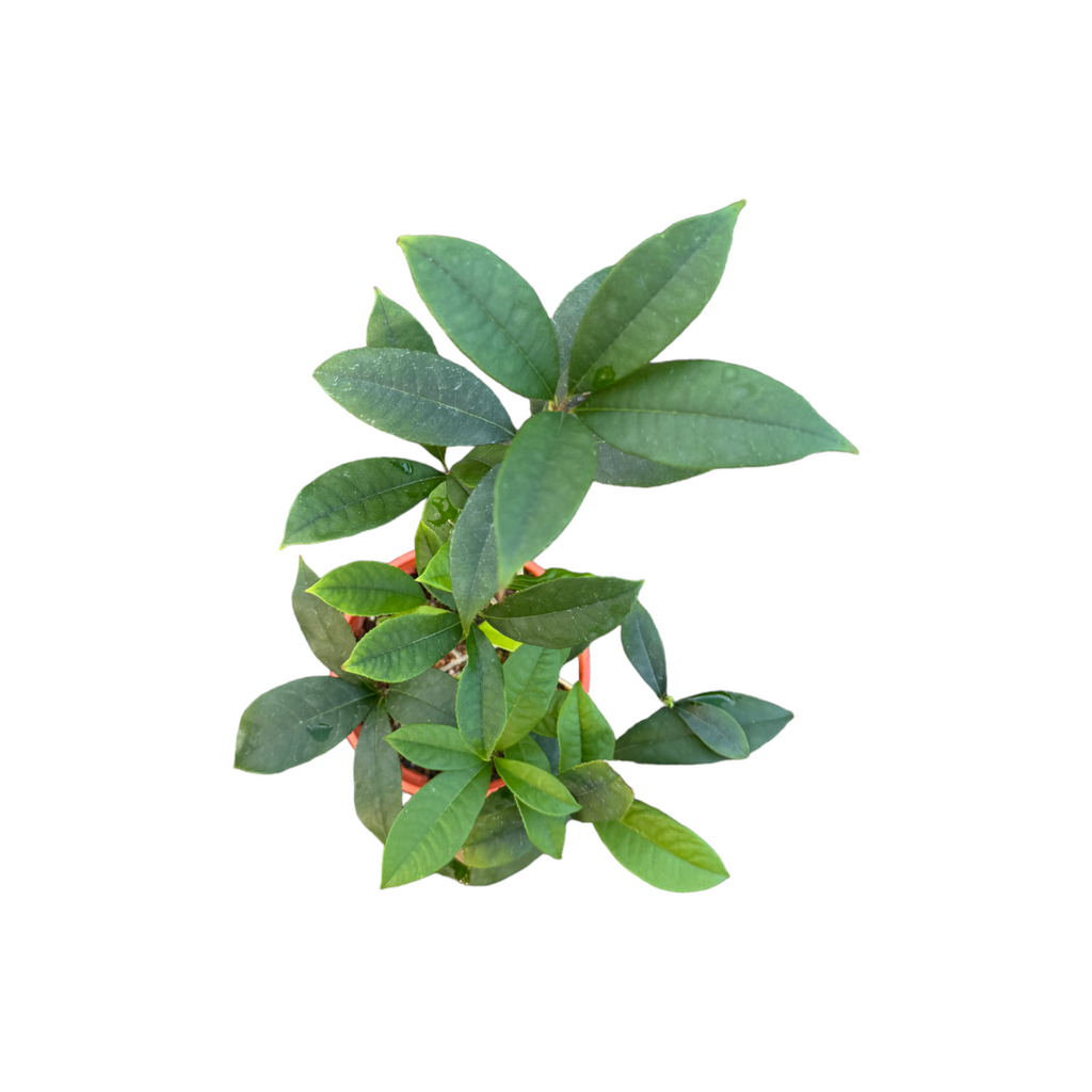 Osmanthus fragrans in Warm Grey Loft Urban Round with saucer (0.4m)