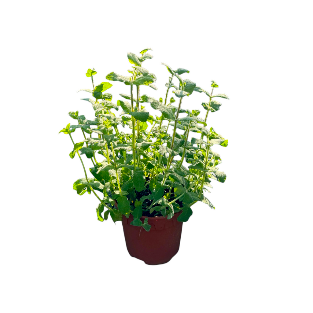 Mentha suaveolens, Apple Mint, Woolly Mint, 圆叶薄荷 (0.35m)