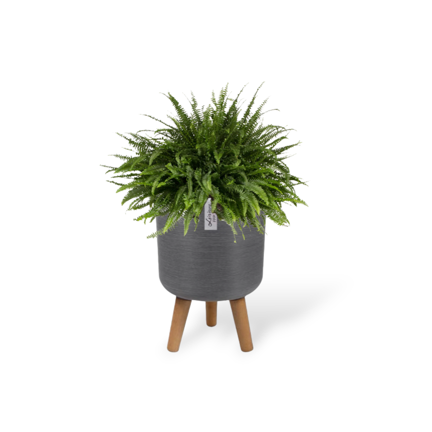 Boston Fern in Grey Elegante Pot With Stand