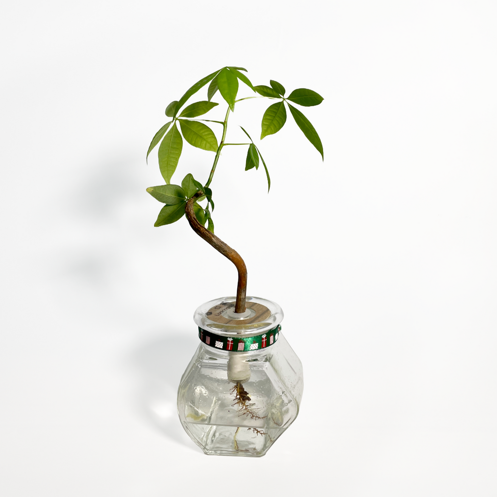 Hydroponic Bonsai in Looking Up