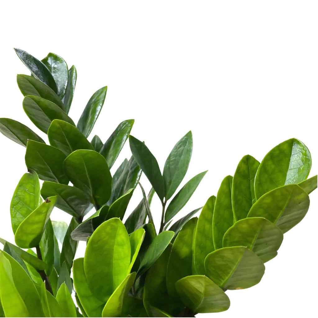 Zamioculcas zamiifolia, ZZ Plant in  Brussels Diamond Round (0.40mH)