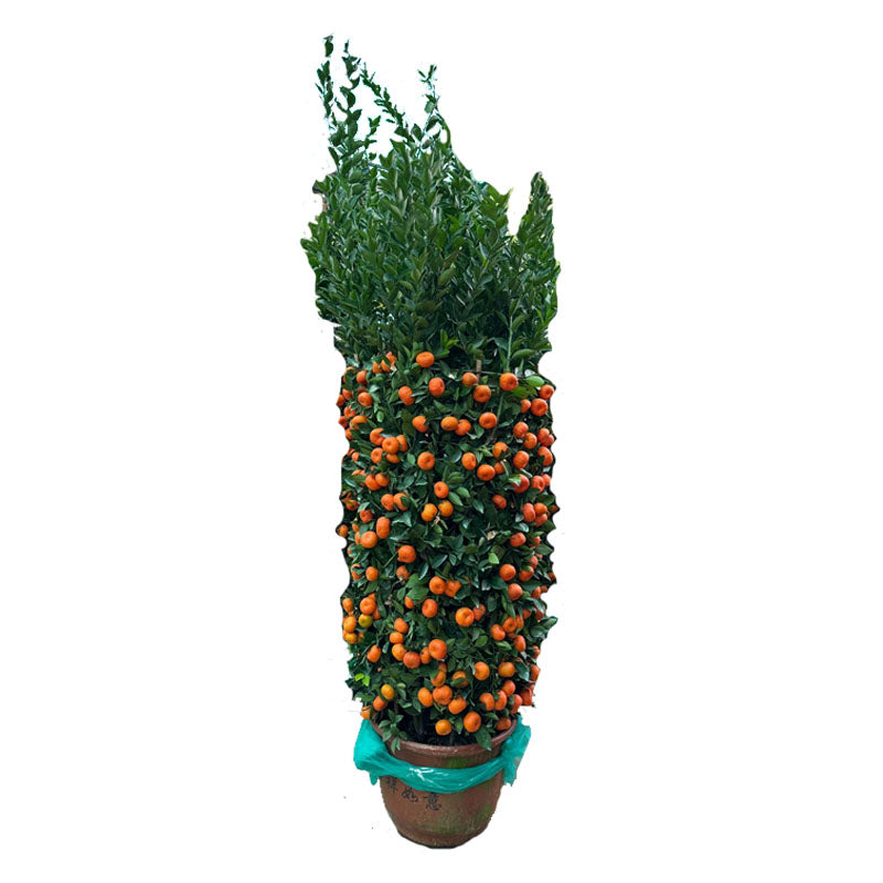 [PRE- ORDER] Citrus reticulata, Mandarin Orange 朱砂桔 in 16" traditional clay pot (1.4 - 1.6mH)